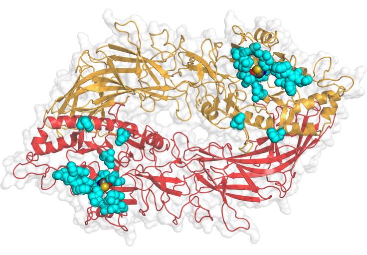 Protein PADI4 with hot-spot binding region surrounding the active site