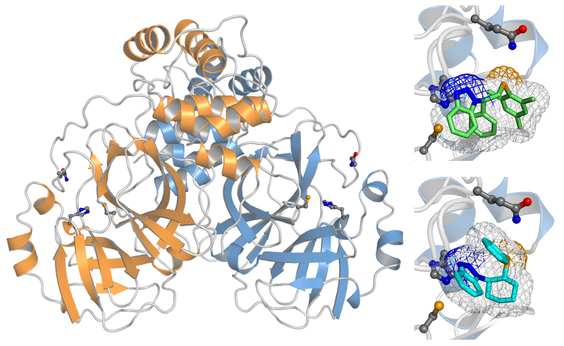 Dimeric structure of SARS-CoV2 main protease 3CLpro/Mpro